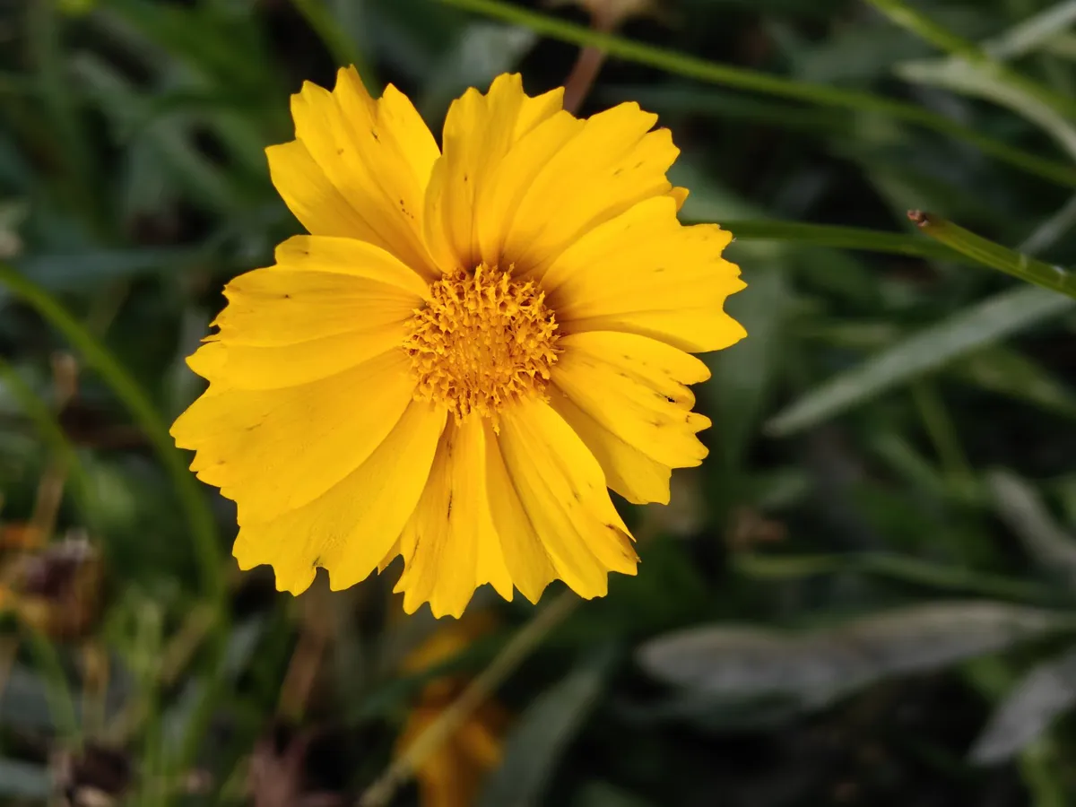 Bright yellow coreopsis flower with daisy-like.