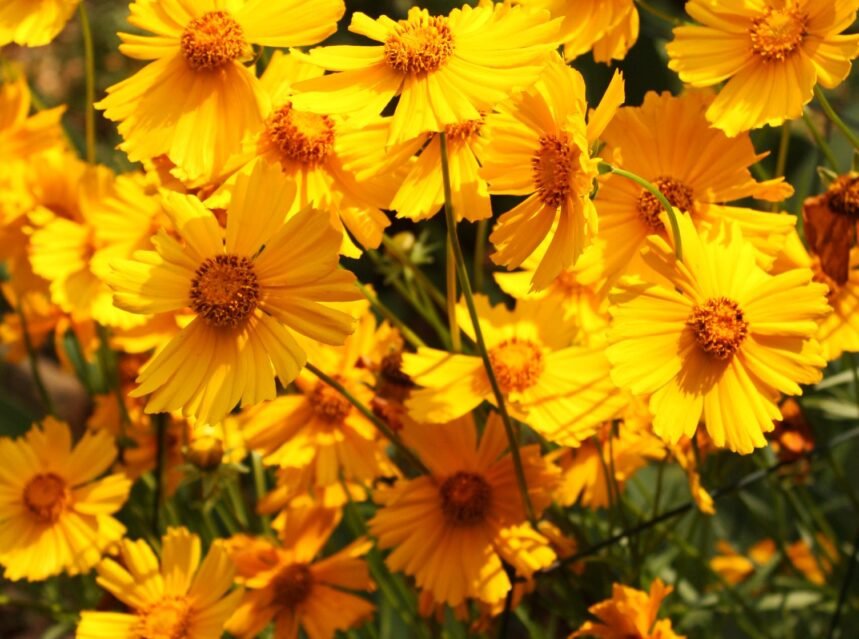 How to Grow Coreopsis (Tickseed): Easy Summer Color