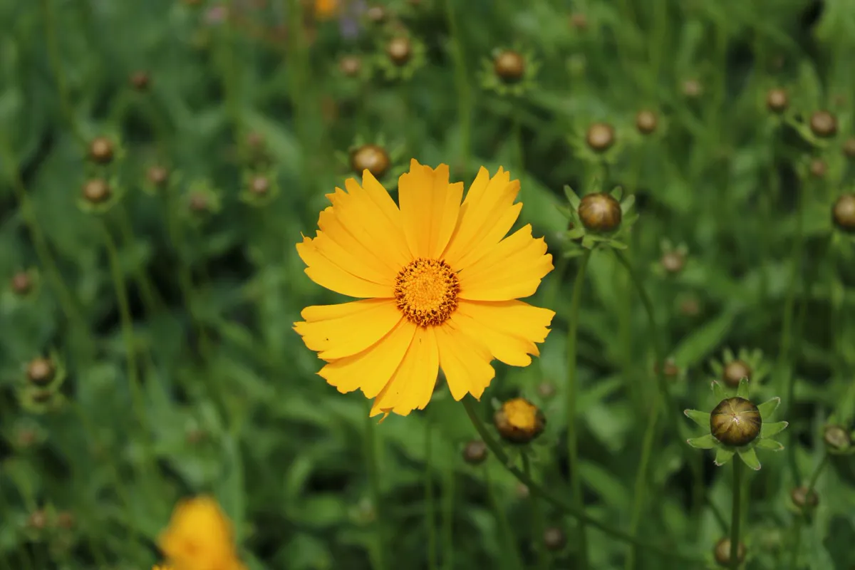 Yellow Coreopsis flower stands out amidst green foliage in a Toronto garden.