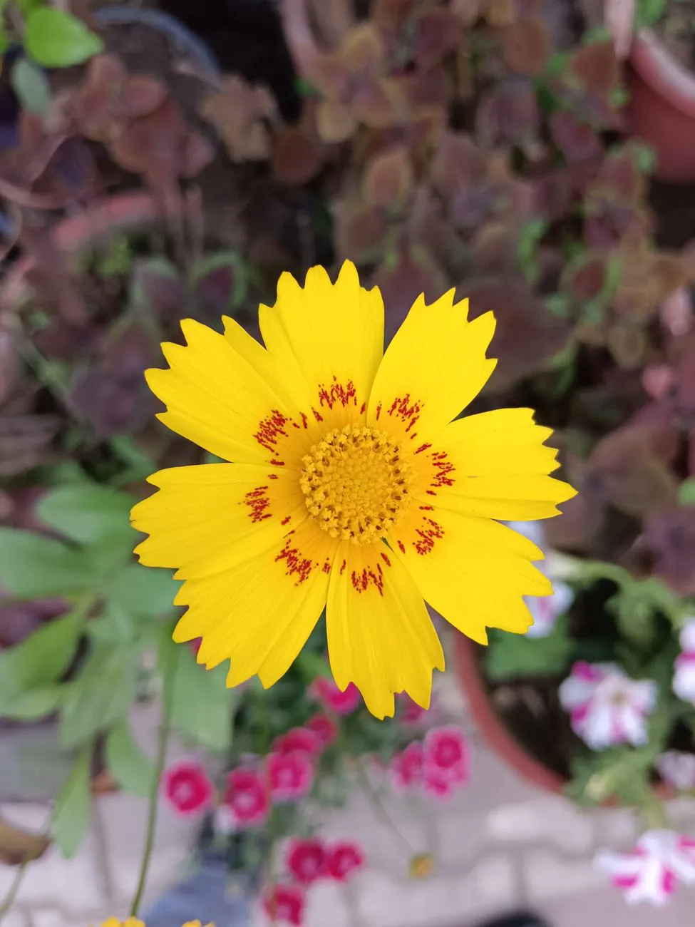 Close-up of a bright yellow Coreopsis flower with red accents.
