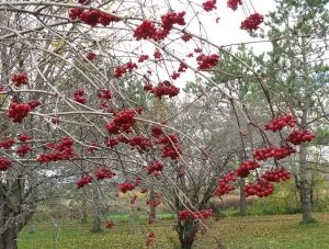 How to Grow Cranberries
