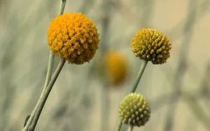 How to Grow Craspedia (Billy Buttons)