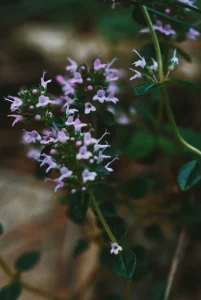 How to Grow Creeping Thyme