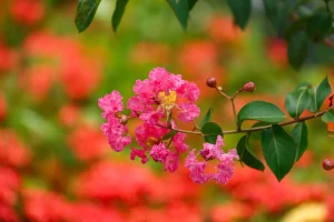 How to Grow Crepe Myrtle