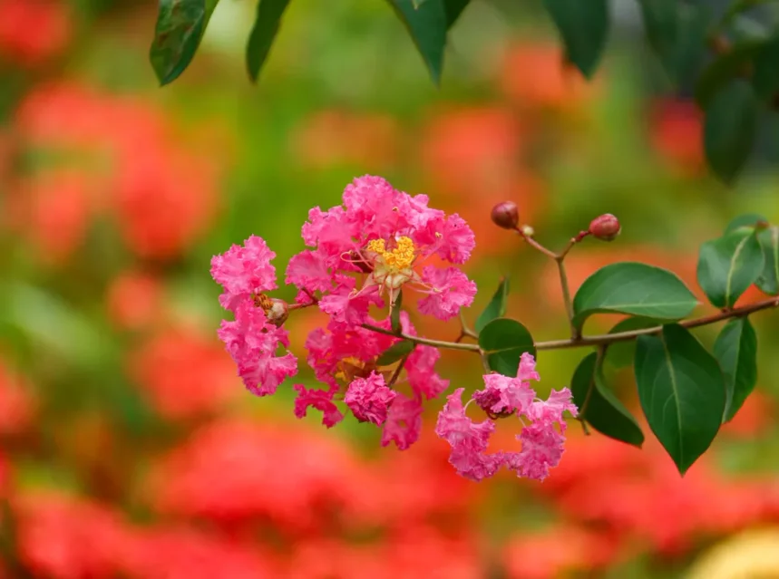 Spray of frilly deep pink crepe myrtle flowers with yellow stamens on a leafy stem