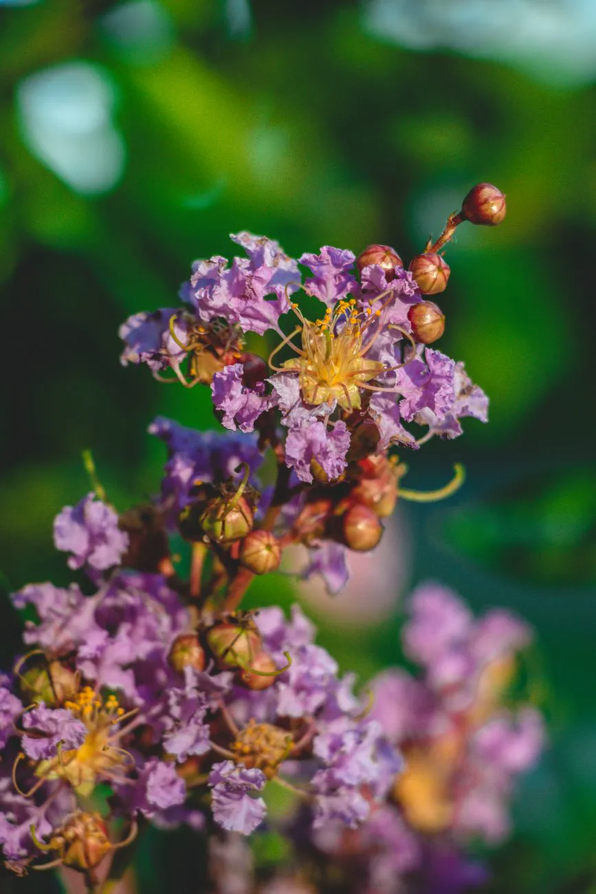 Purple crepe myrtle flower panicle with round buds in the sun