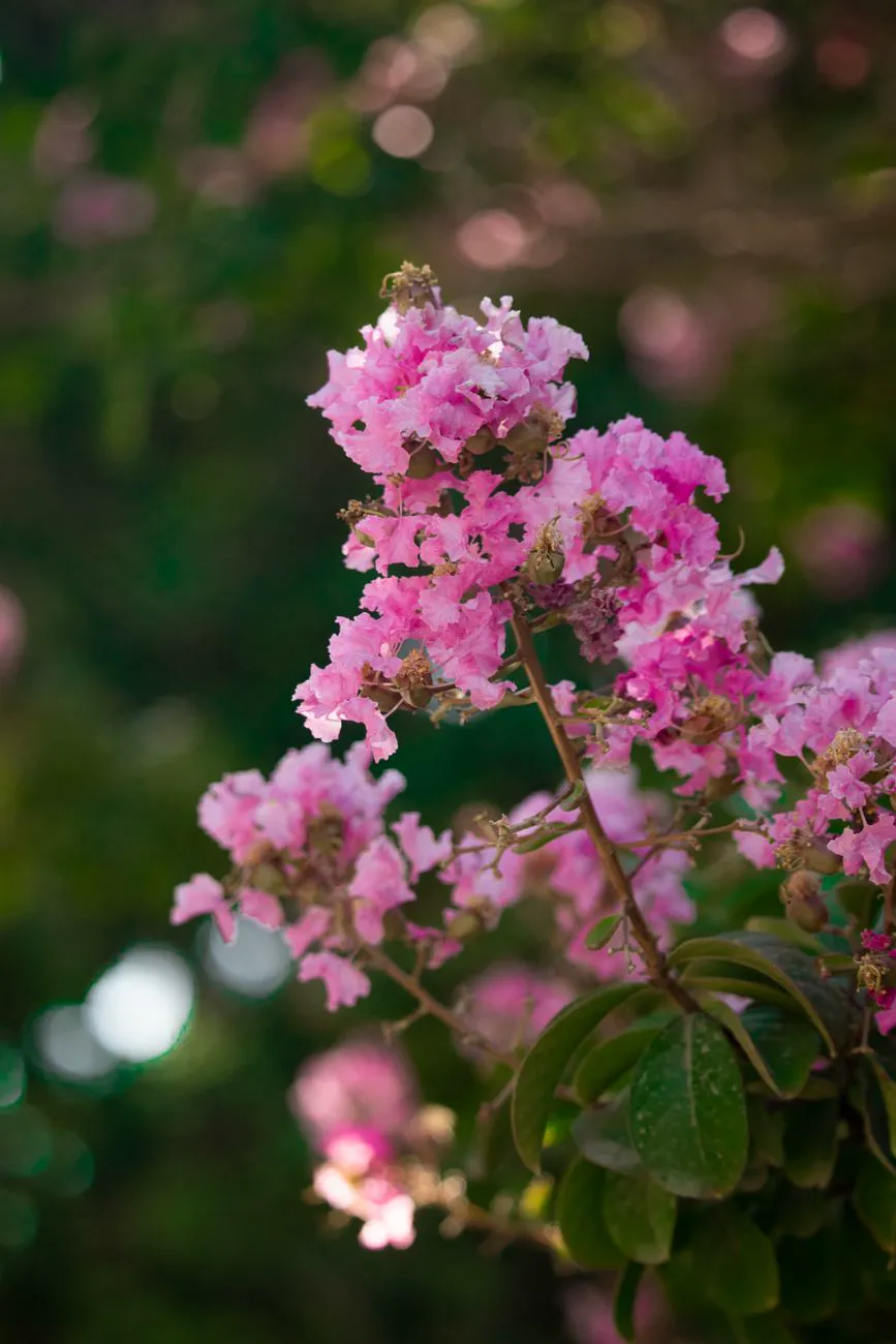 Pink crepe myrtle in full bloom on a sunny shrub