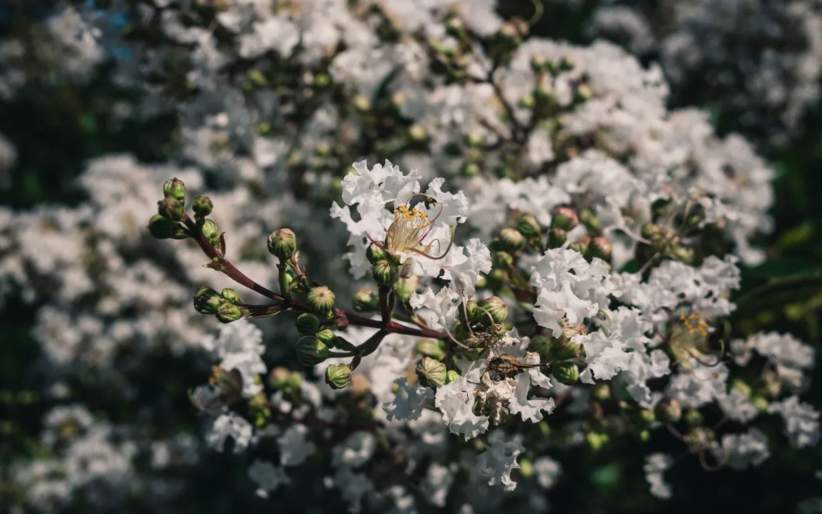 White crepe myrtle flowers and round green buds in bright sunlight