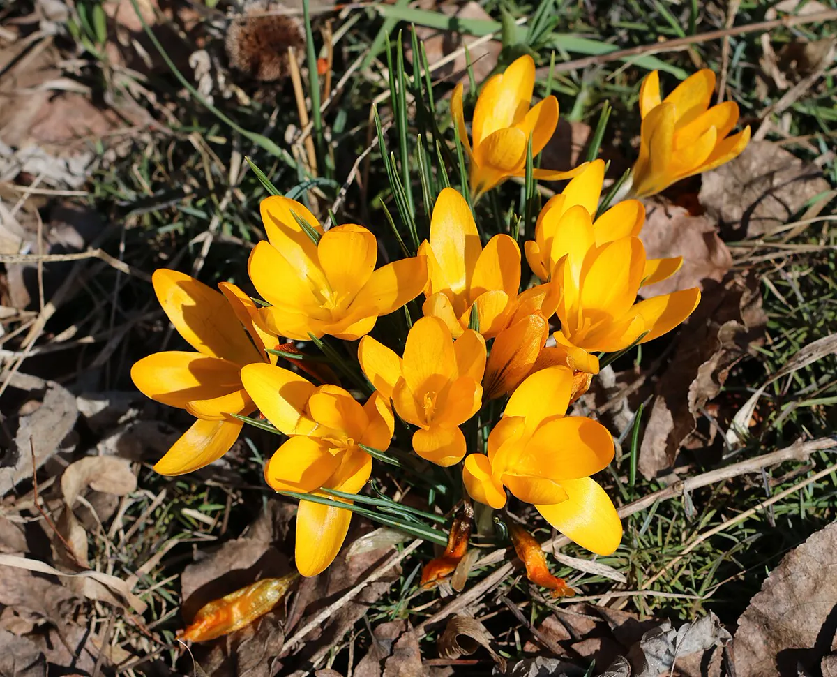 Golden yellow crocus flowers open in early spring sunshine