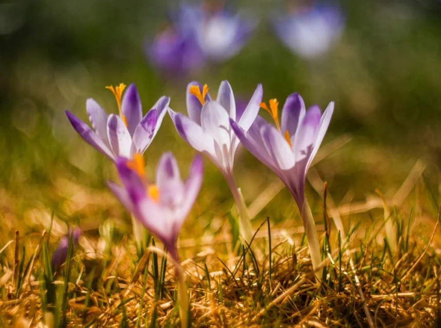 How to Grow Crocuses (The First Flowers of Spring)