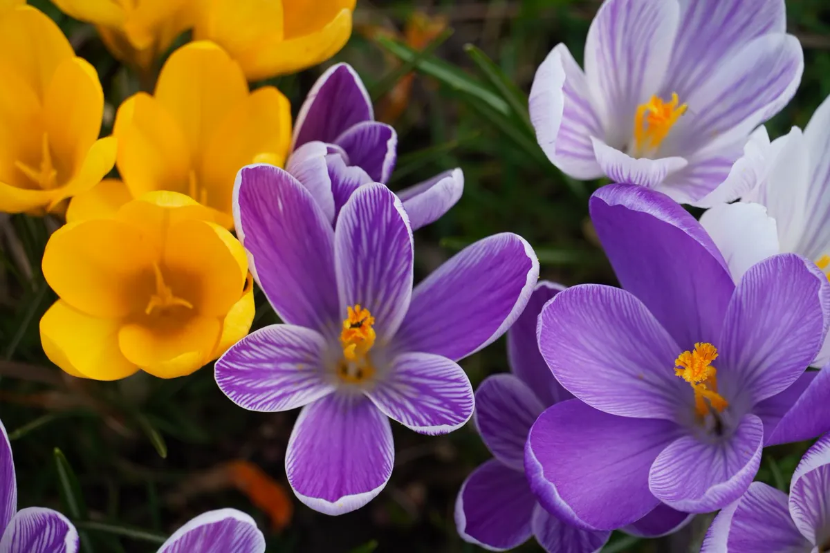 Crocus — close-up of purple and yellow crocuses in a blooming garden during spring.