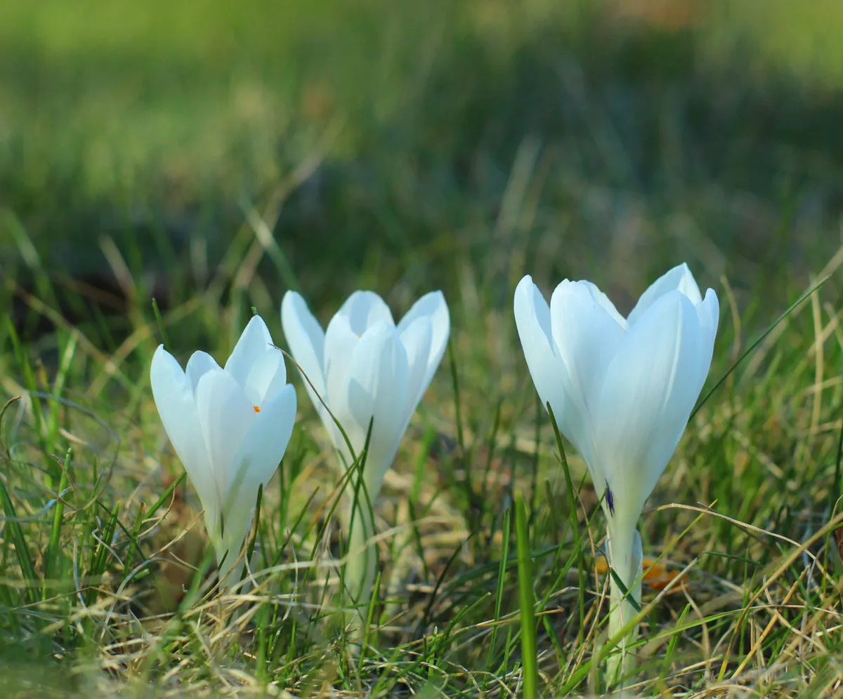 Crocus — close-up of white crocuses blooming in a field, signaling the arrival of spring.
