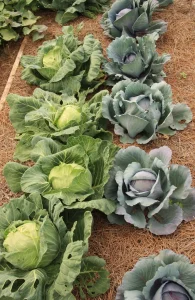 Crop Rotation for Beginners (Simple Plans That Work)