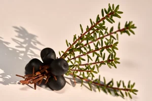 Crowberry
