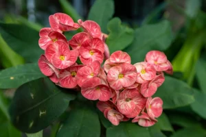 How to Grow Crown of Thorns