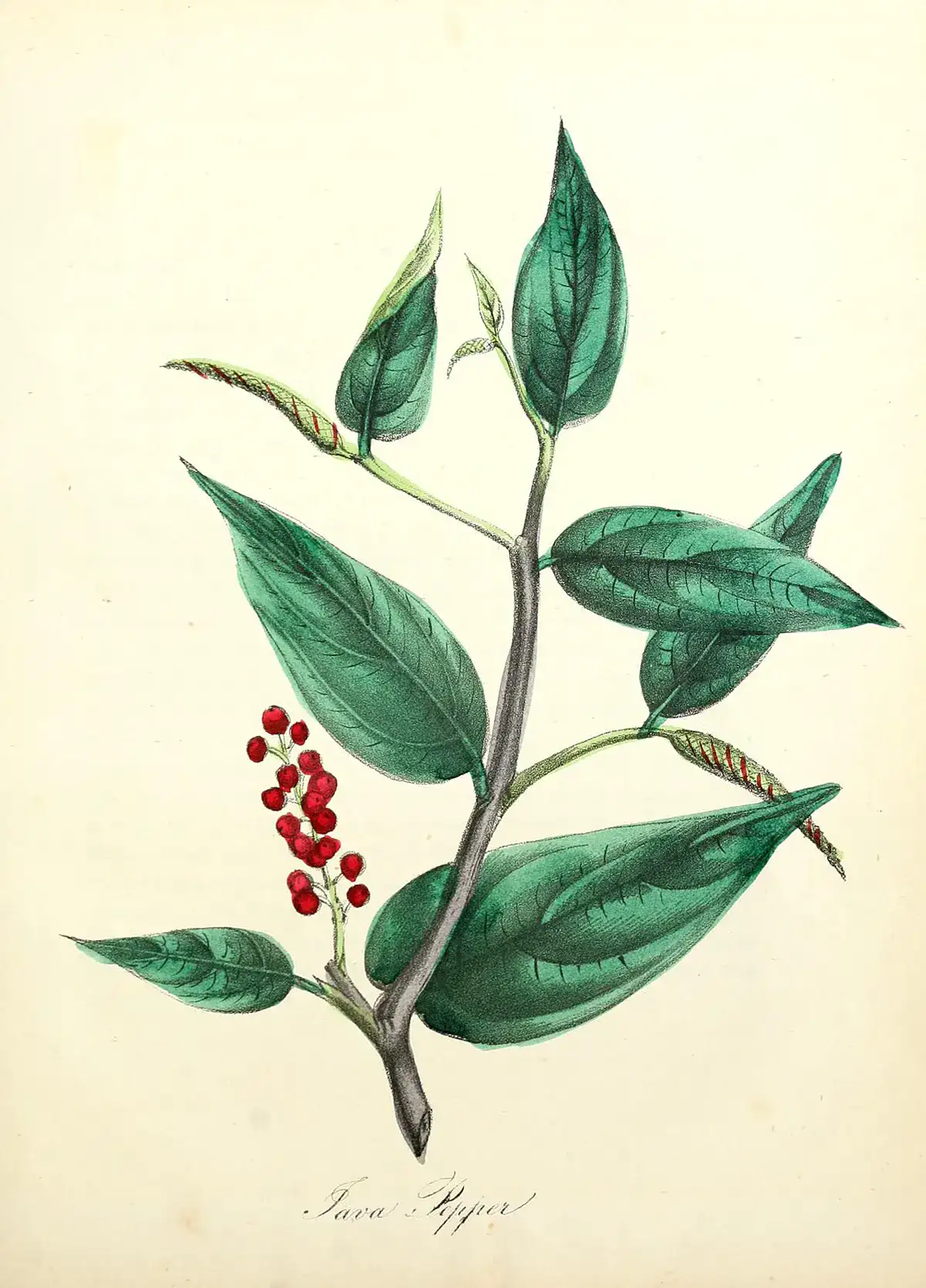 Botanical plate of the cubeb pepper vine, Java pepper, with red berry clusters