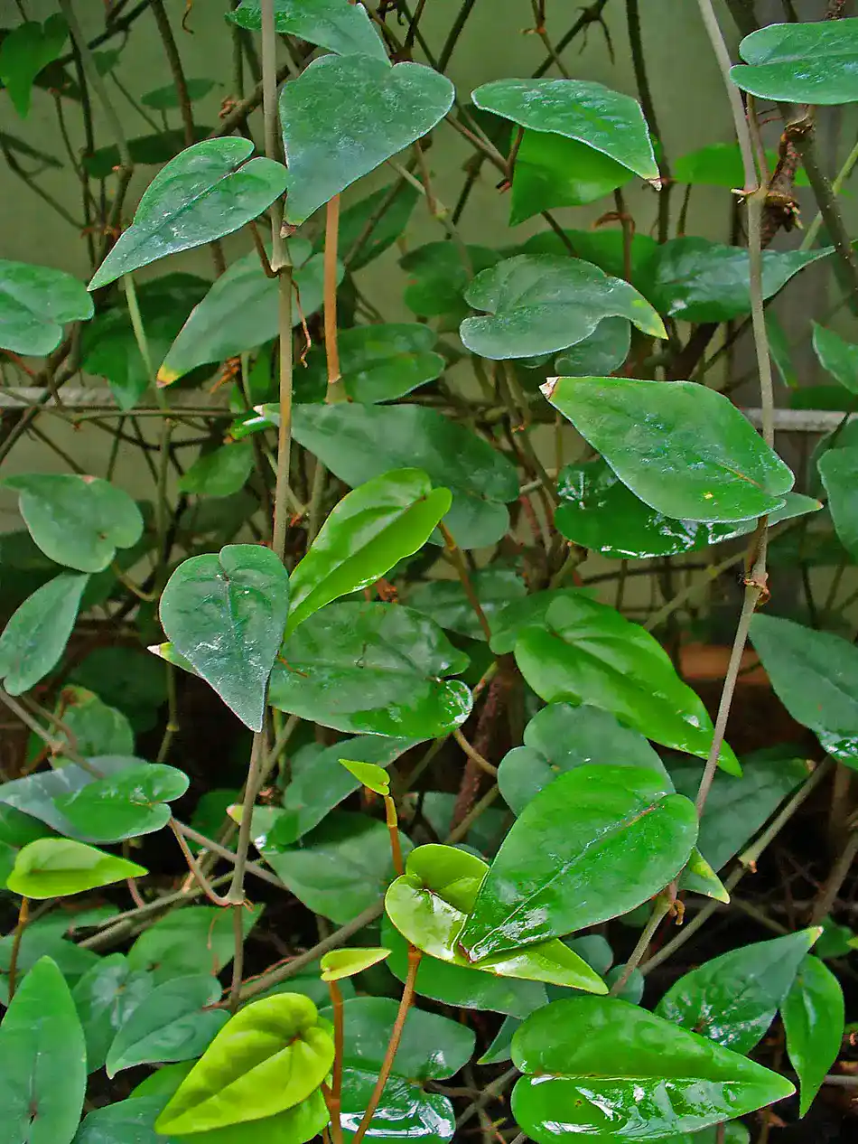 Cubeb pepper vine with heart-shaped leaves trained up a support