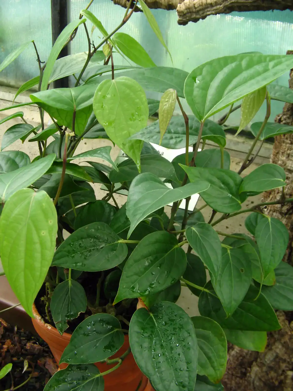 Young cubeb pepper plant with glossy leaves growing in a pot