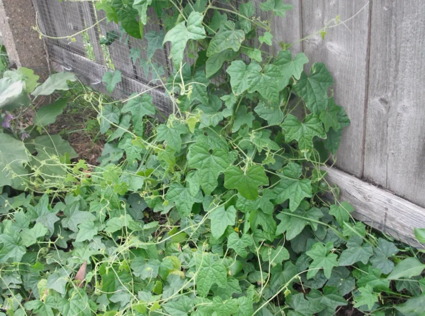 Cucamelon