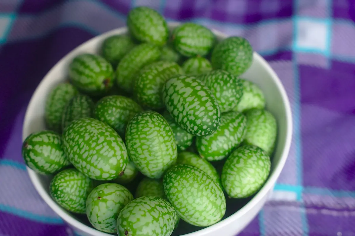 Cucamelon — Melothria.
