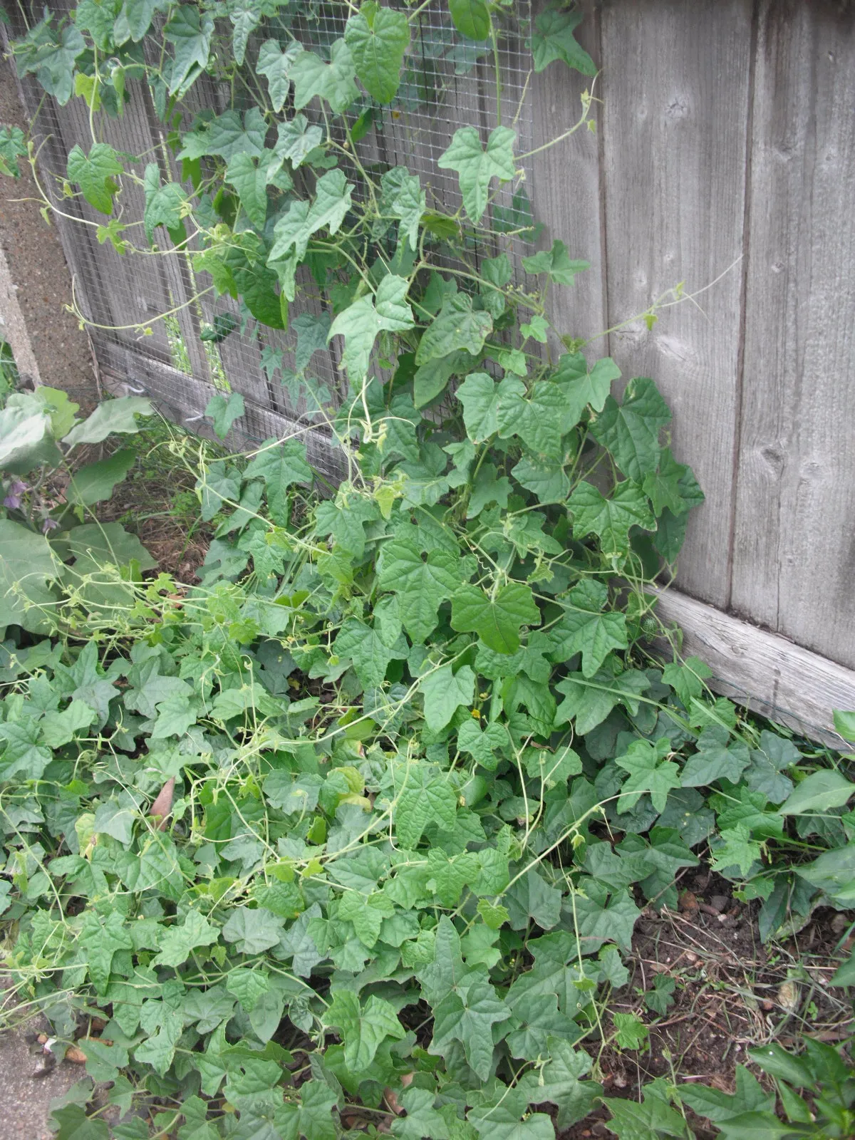 Cucamelon vine climbing a weathered wooden fence