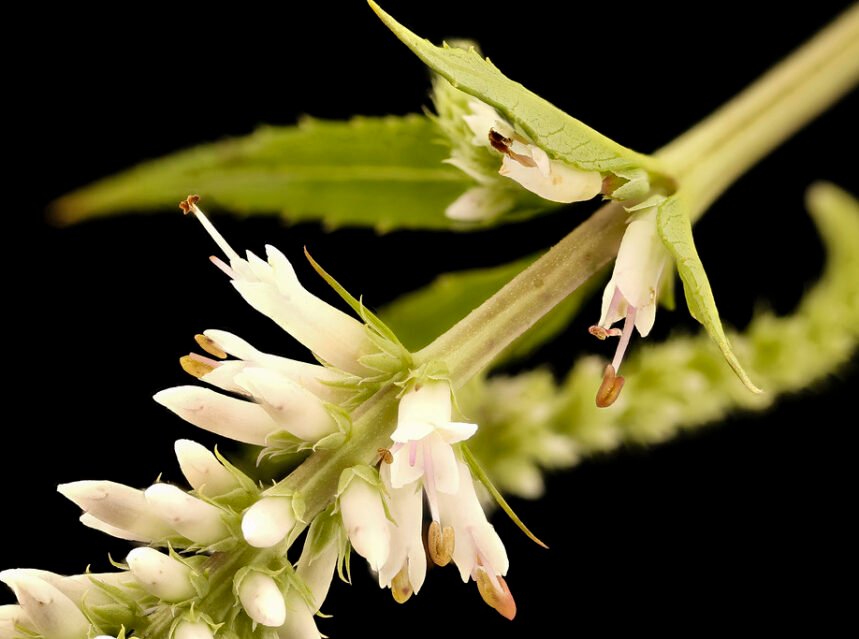 White Culver's root (veronicastrum) flower spires