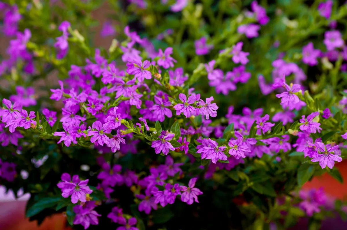 Purple Mexican Heather (Cuphea hyssopifolia) flowers flourishing outdoors.