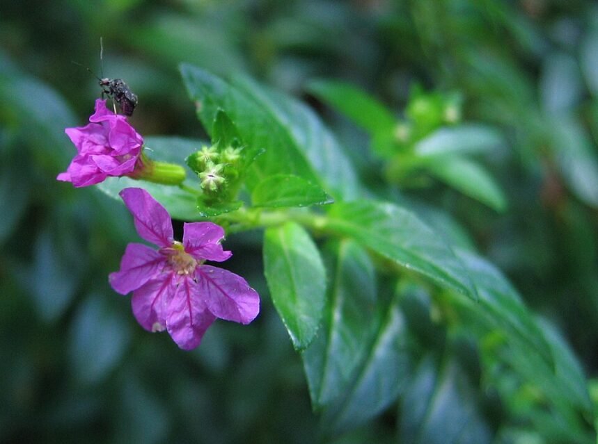 How to grow Cuphea