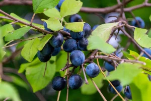 How to Grow Damson