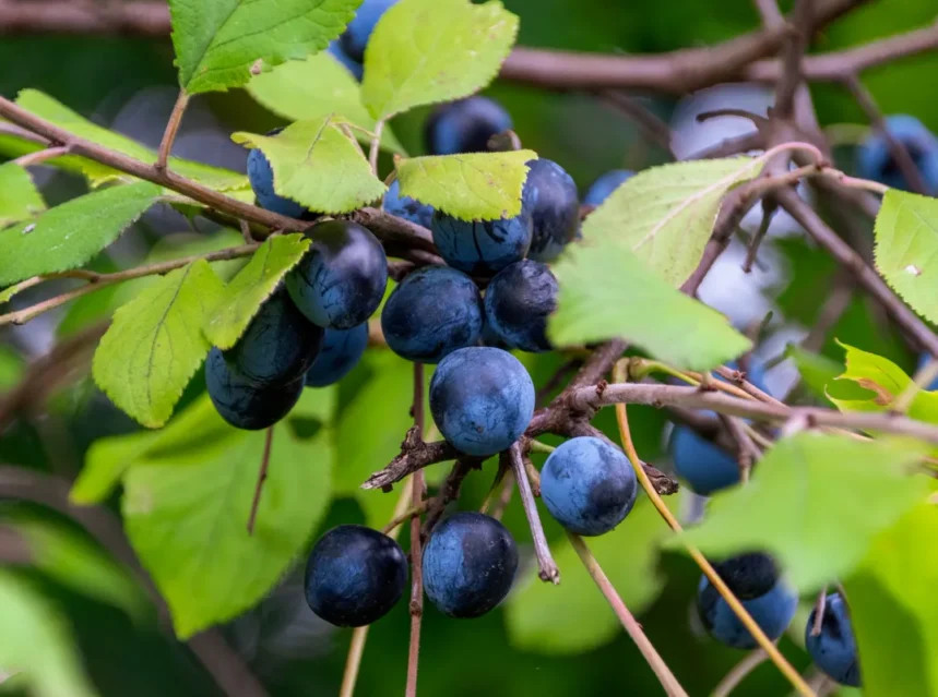 Round blue-black wild plums ripening in clusters on a thorny branch