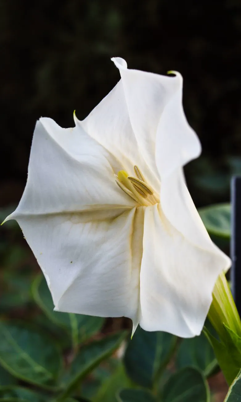 Close-up of a white Datura flower in full bloom.