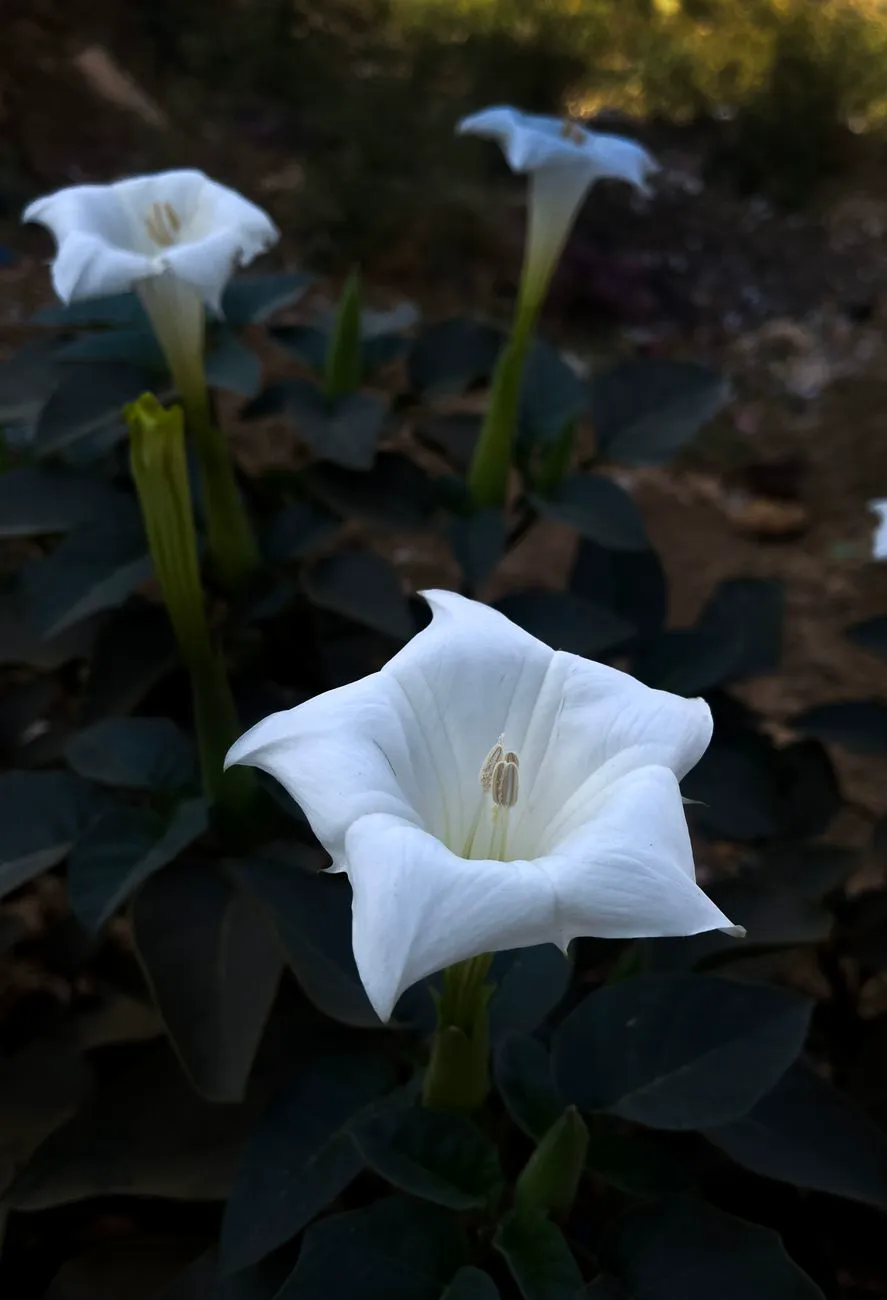 White Datura flowers blooming in a Bengaluru garden during the day.