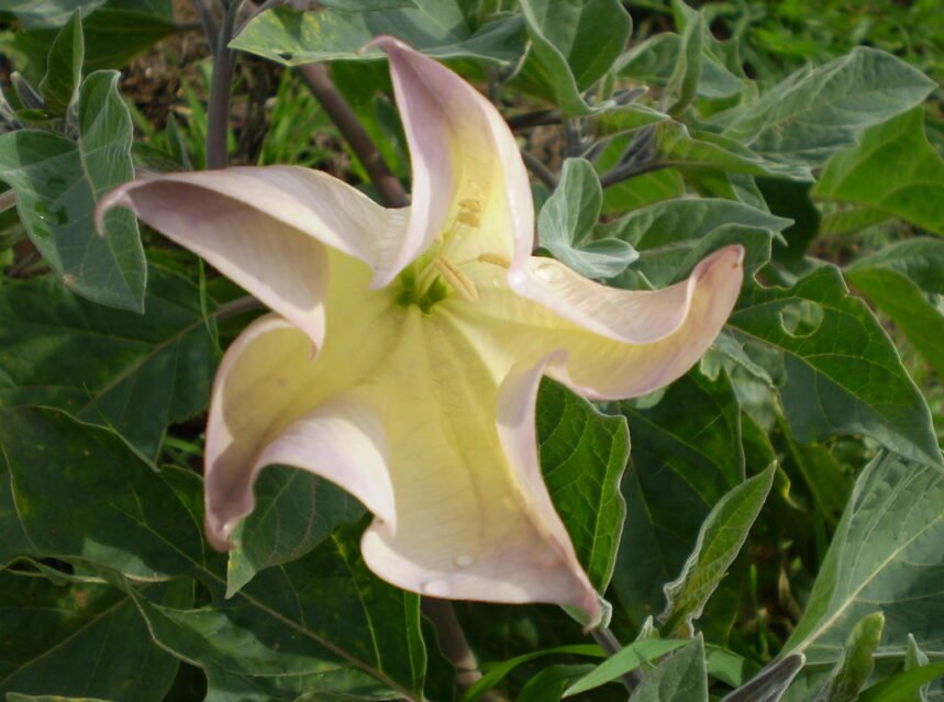 White datura moonflower trumpet bloom