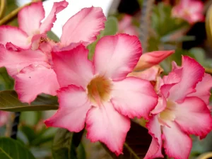 How to Grow Desert Rose