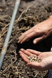 Direct Sowing vs Transplanting