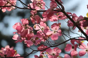 How to Grow Dogwood