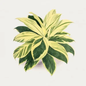 Dracaena Care