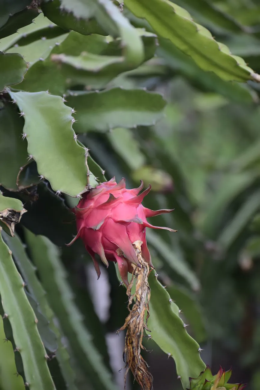 Close-up of a dragon fruit on a cactus plant in Erode, India.