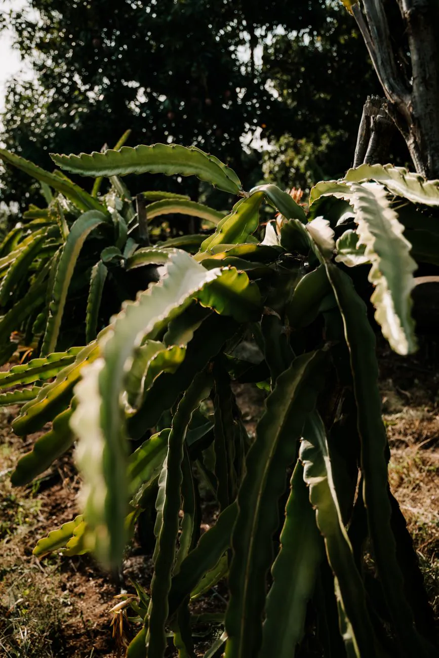 Close-up of a dragon fruit (Hylocereus) plant on a sunny farm.
