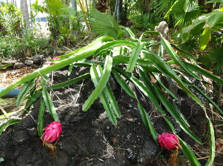 Pink dragon fruit growing on the cactus