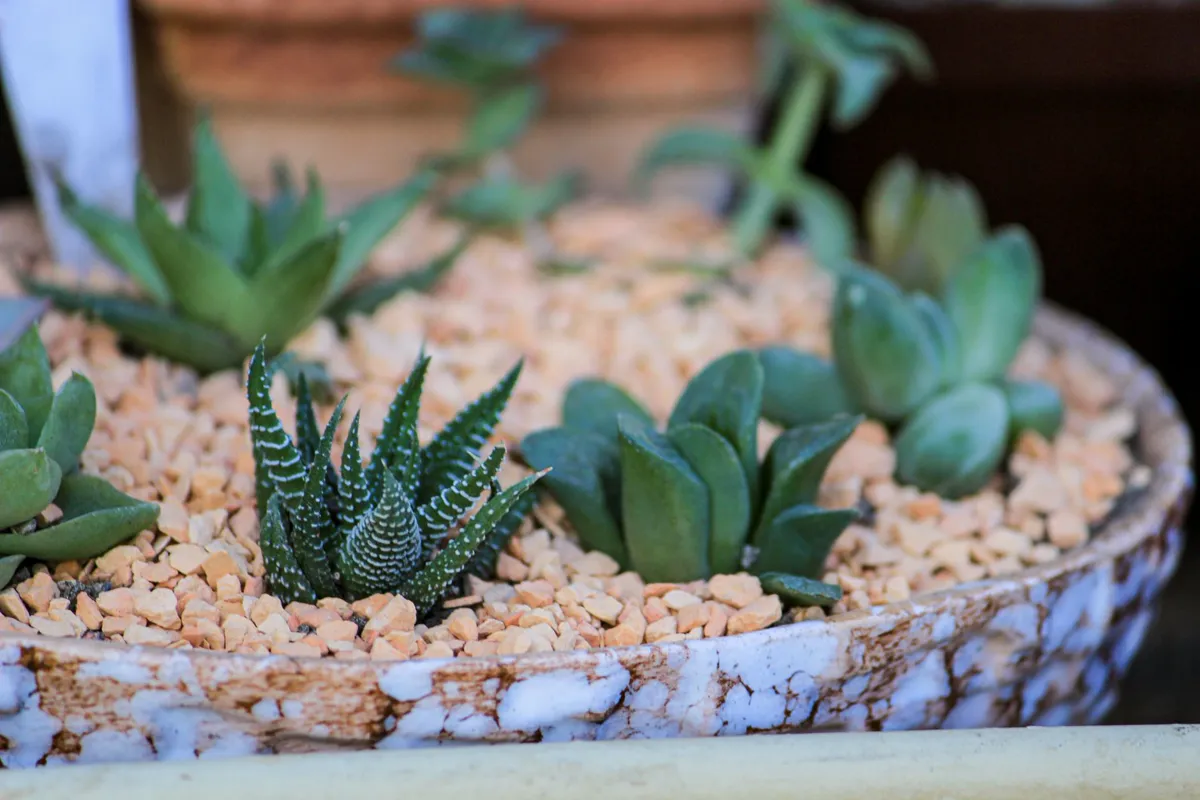 drought-tolerant garden ideas: diverse succulents planted in a decorative gravel bed