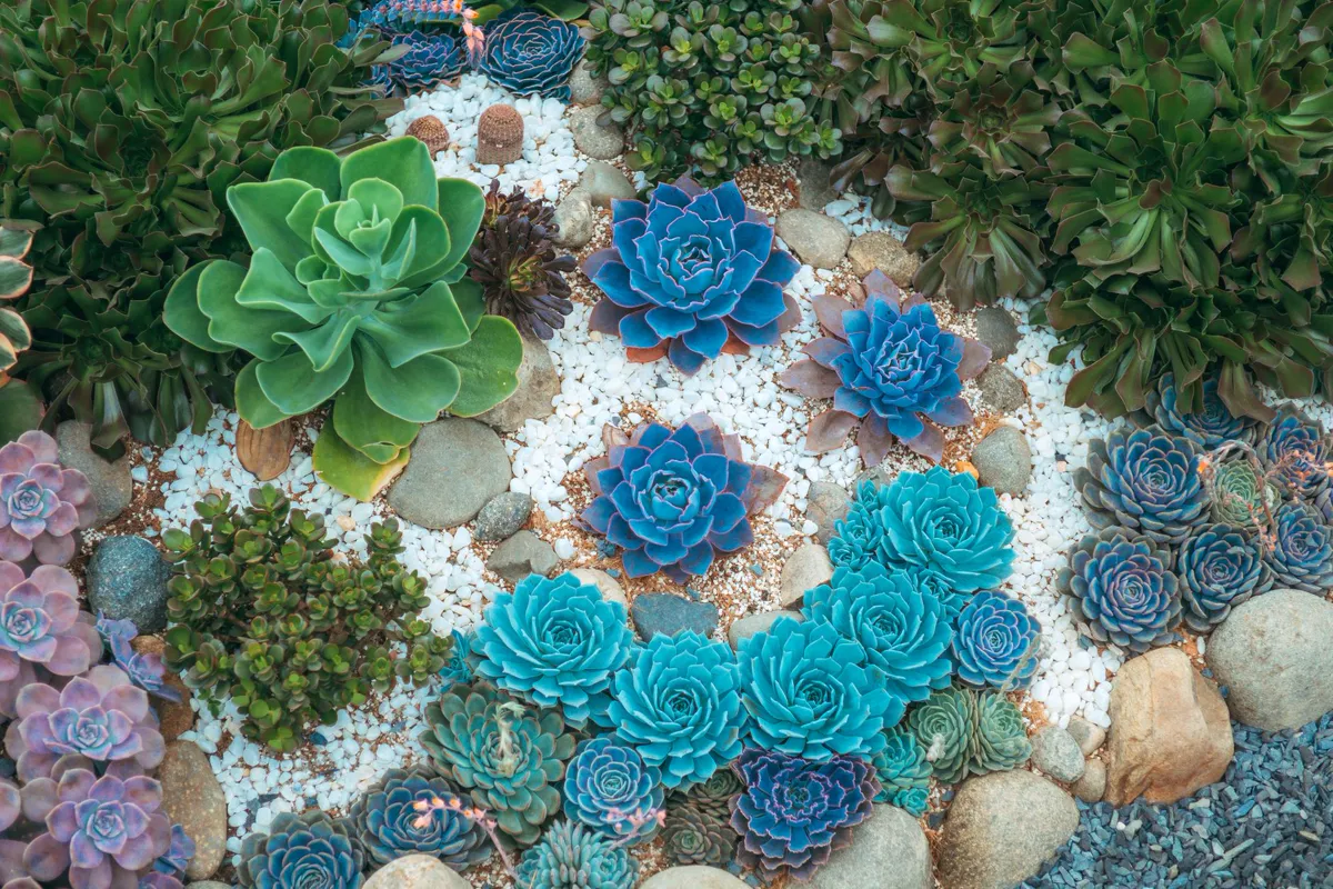 overhead view of a diverse succulent garden planted through gravel