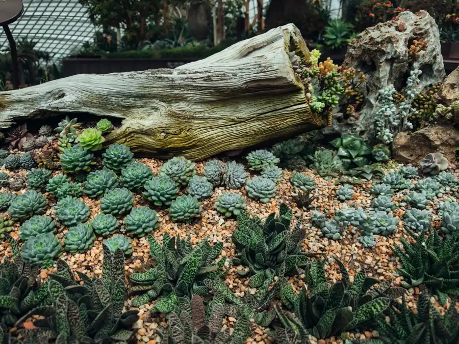 Drought Tolerant — Gardening Guider