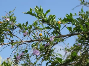 Duranta Care