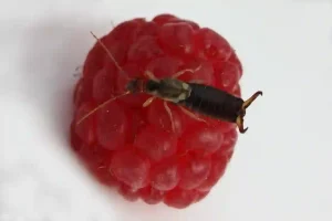 Earwigs in the Garden