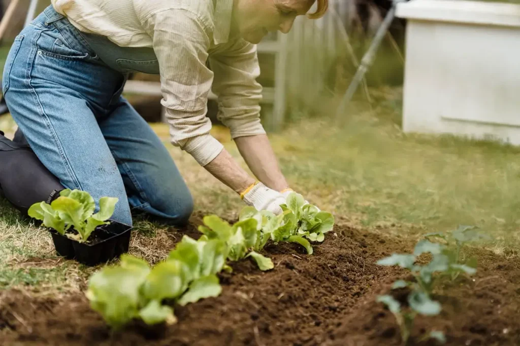 Edible — Gardening Guider