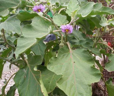 Eggplant (Flower).
