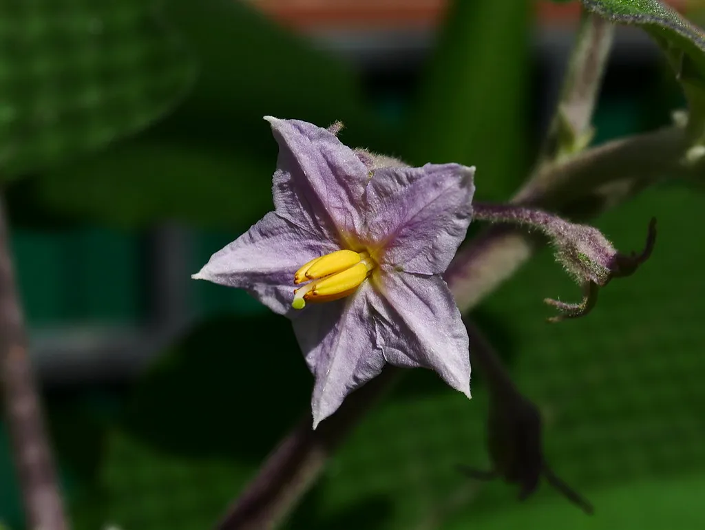 Eggplant flower.