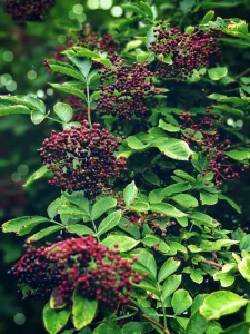 How to Grow Elderberry