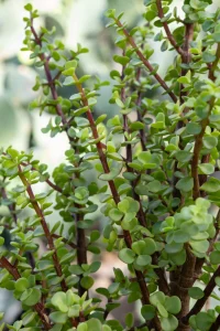 How to Grow Elephant Bush